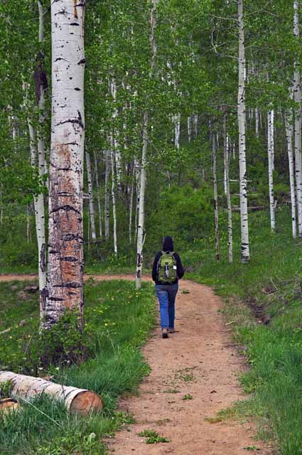 hiker in aspens